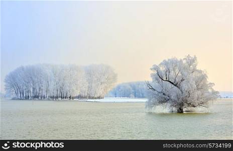 Frosty winter trees on Danube river&#xA;&#xA;