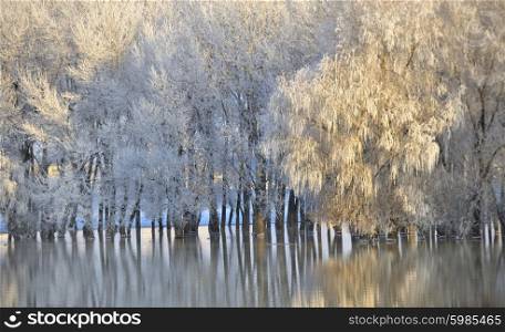 Frosty winter trees with reflection in water