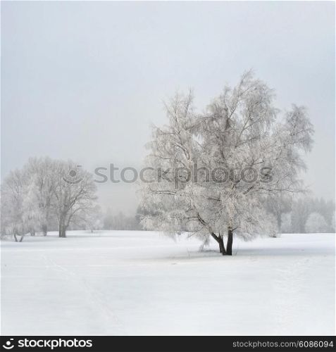 Frozen birch tree on field in the fog