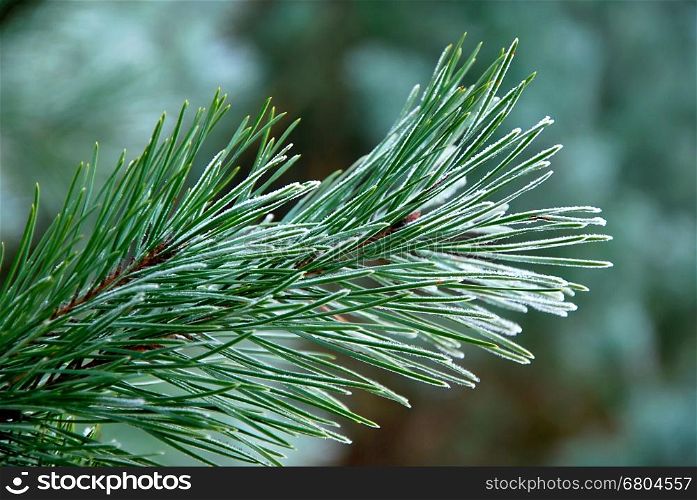 Frozen branch of pine-tree.