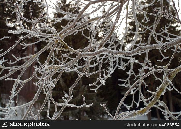Frozen branches of a tree, Lake Bled, Slovenia.