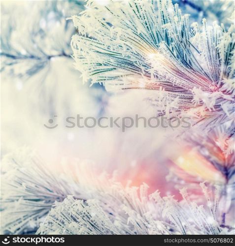Frozen Branches of cedars or fir on winter day snow background