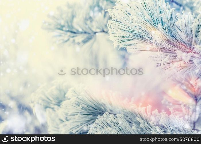 Frozen Branches of cedars or fir on winter day snow background, outdoor nature background