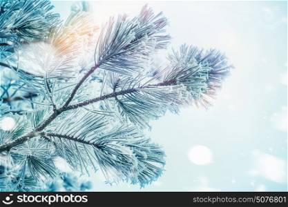 Frozen Branches of cedars or fir on winter day snow background with bokeh