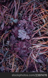frozen brown leaf in winter season