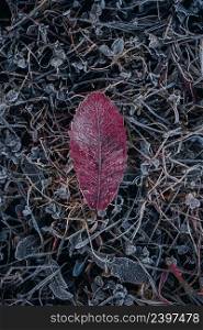frozen brown leaf in winter season