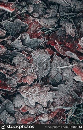 frozen brown tree leaves in winter season
