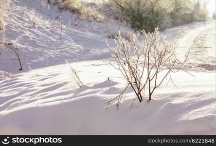 Frozen bush covered with snow in winter landscape. Wonderful winter landscape