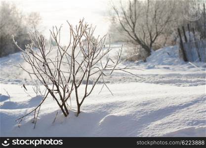 Frozen bush covered with snow in winter landscape. Wonderful winter landscape
