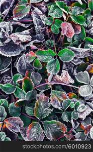Frozen Bush in the fall. Covered with frost in early winter strawberry bushes