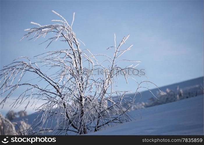 Frozen bush on the mountain hill. Carpathian Mountains, Ukraine