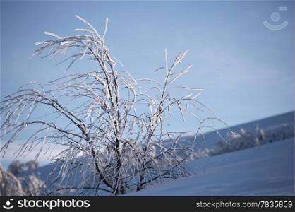 Frozen bush on the mountain hill. Carpathian Mountains, Ukraine