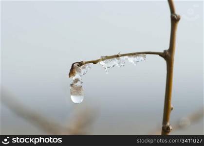Frozen dew drops on a tree branch