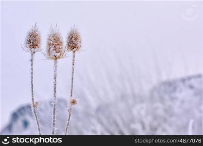 Frozen echinops thistles plant