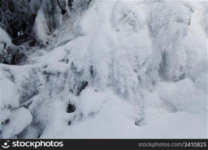 Frozen fir tree background covered with snow