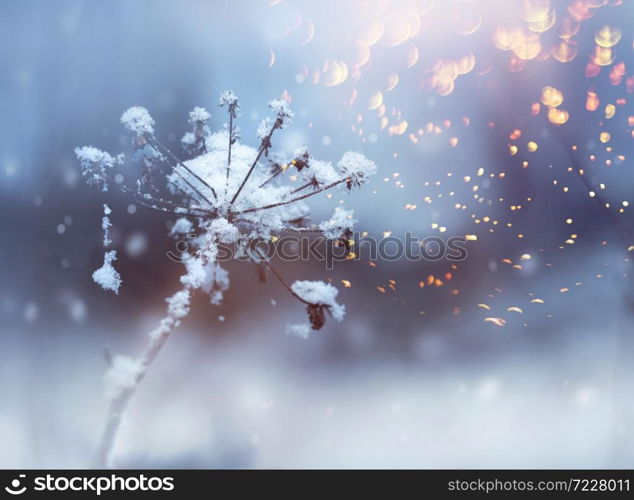 Frozen flower twig in beautiful winter snowfall crystals glitter background. Frozen flower twig in winter snowfall