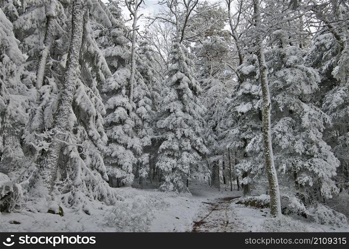 frozen forest in the vosges mountains in france