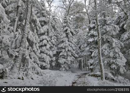 frozen forest in the vosges mountains in france