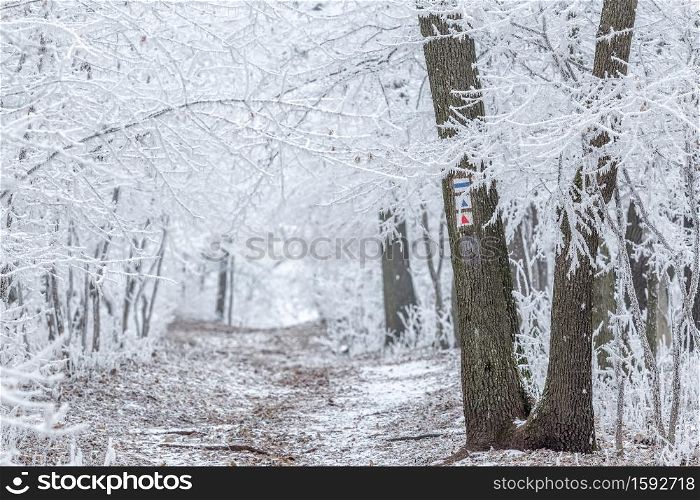 Frozen forest on a cloudy, cold day in Hungary, Mountain Badacsony