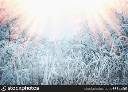 Frozen grass and plants with snow and hoarfrost. Beautiful winter nature landscape