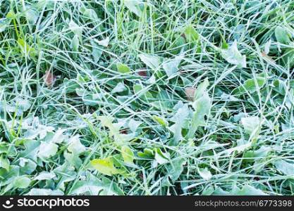 Frozen grass background and texture in landscape view