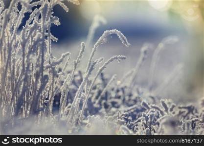 Frozen grass in the mountains