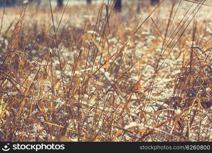 Frozen grass in the mountains