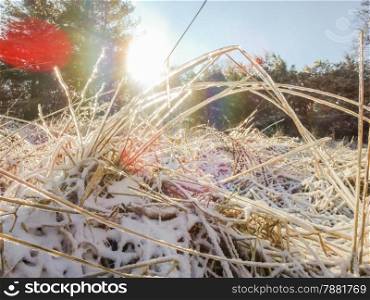 frozen grass on a meadow with sunshine