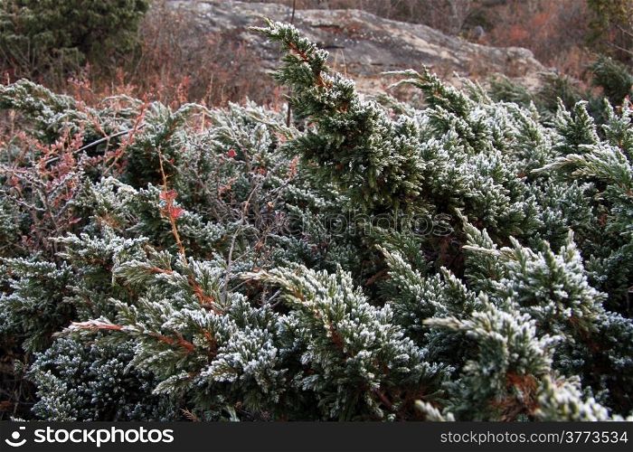 Frozen green bush and rock in mountain