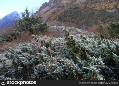 Frozen green bush leaves and mountain in Nepal