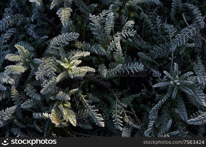 Frozen Green Leaf Background Leaves Texture