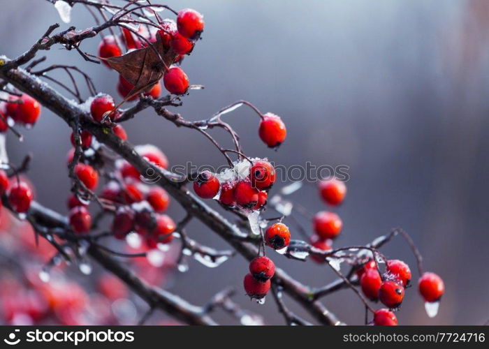 Frozen hawthorn red berries in winter forest