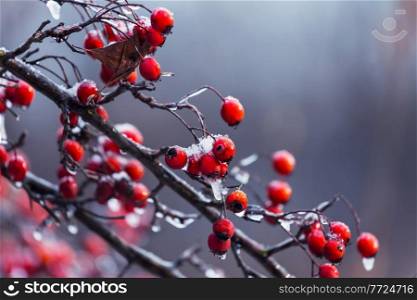 Frozen hawthorn red berries in winter forest