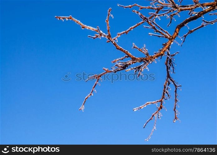 Frozen ice-covered branches on clear blue sky.