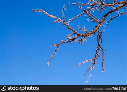 Frozen ice-covered branches on clear blue sky.