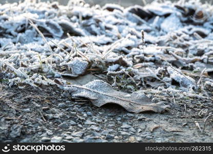 Frozen iced leaf and grass on the ground covered in hoar frost a cold early nordic winter morning at sunrise - Concept of freezing temperature with seasonal rime wintertime.. Frozen iced leaf and grass on the ground covered in hoar frost a cold early nordic winter morning at sunrise - Concept of freezing temperature with seasonal rime wintertime