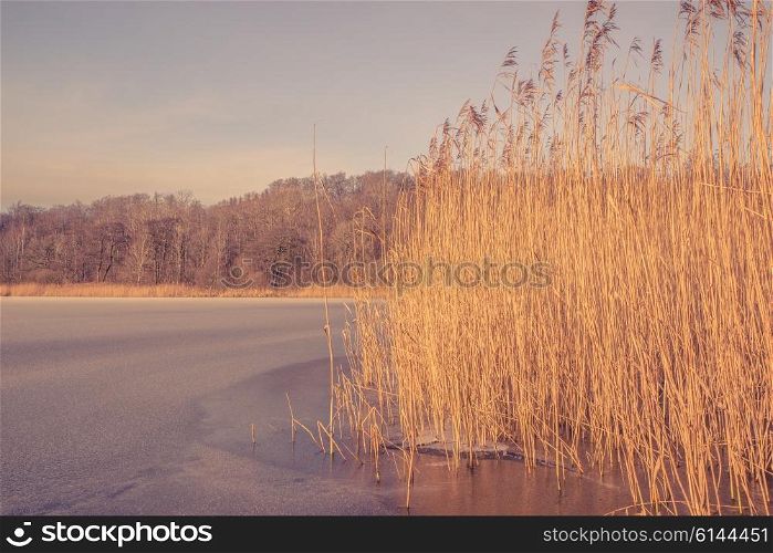 Frozen lake with reeds in a winter scenery