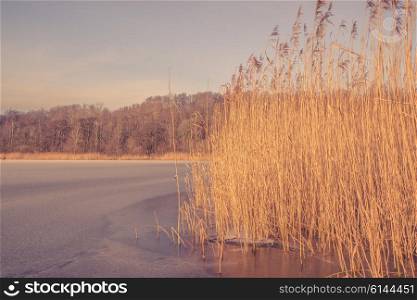 Frozen lake with reeds in a winter scenery