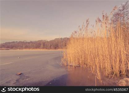 Frozen lake with tall reeds in the morning