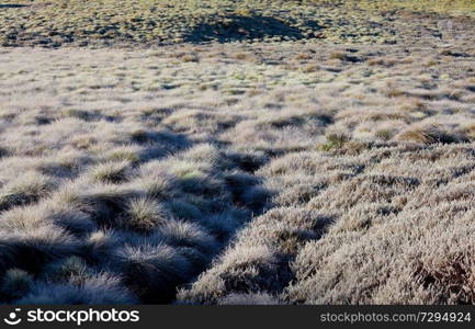 Frozen late autumn meadow close up. Winter background.