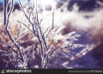 Frozen late autumn meadow close up. Winter background.