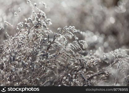Frozen late autumn meadow close up. Winter background.