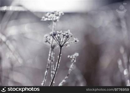 Frozen late autumn meadow close up. Winter background.
