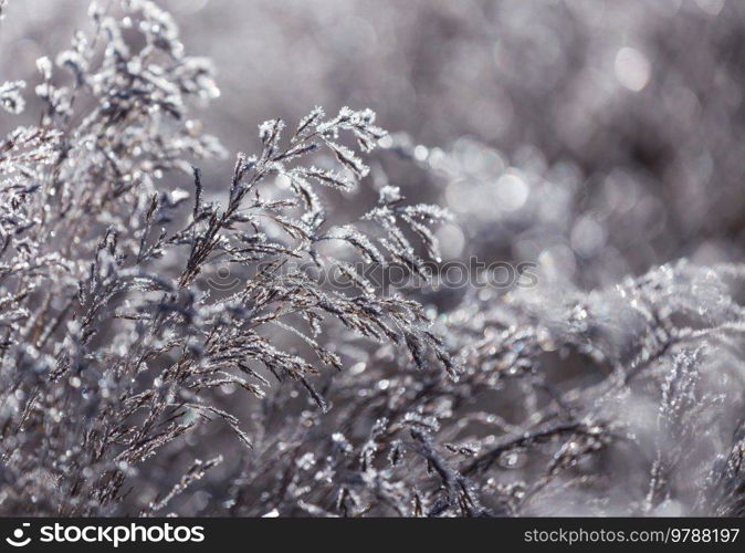 Frozen late autumn meadow close up. Winter background.