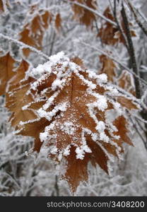 frozen leaves