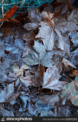 frozen leaves in the nature in winter season