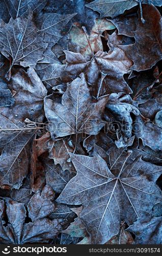 frozen leaves in the nature in winter season