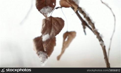 Frozen Mapple leafs on the branch