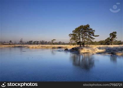 Frozen moorland pool in the Belgian nature reserve Kalmthouth Heath which is one of the oldest and largest nature reserves of Flanders. Frozen moorland pool