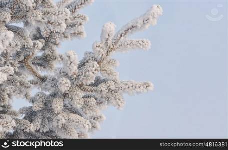 Frozen needles of pine tree and blue sky